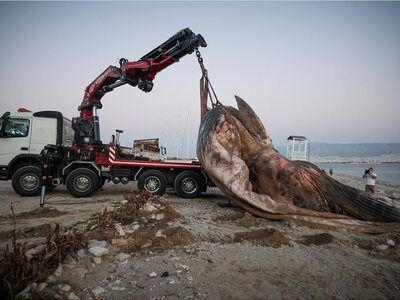 Φάλαινα ξεβράστηκε νεκρή στον Πειραιά- Φ...