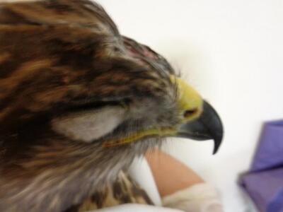 Κρήτη: Πυροβόλησαν ένα ακόμα γεράκι στα Χανιά