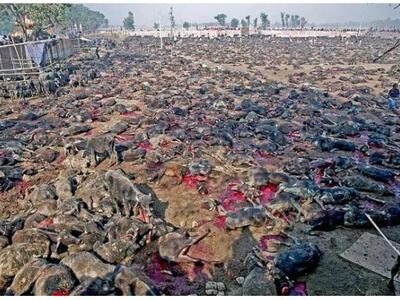 Χιλιάδες σφαγές ζώων προς τιμήν μιας θεάς!