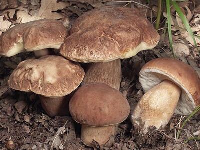 Πάνω απο 60 οι δηλητηριάσεις από άγρια μ...