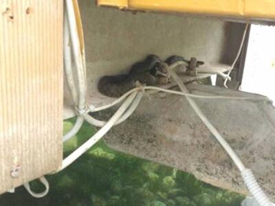 Δυτική Ελλάδα: Κατατρόμαξαν με το τεράστ...