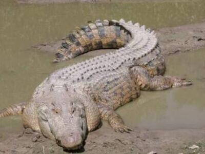 Τον κατασπάραξε κροκόδειλος ενώ ψάρευε στο ποτάμι