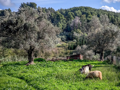 Ευλογιά αιγοπροβάτων: Σε Αχαΐα και Ηλεία...