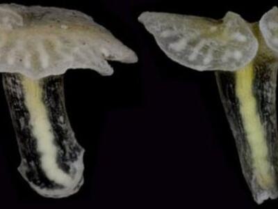 Ανακαλύφθηκε μυστηριώδες θαλάσσιο ζώο-μανιτάρι