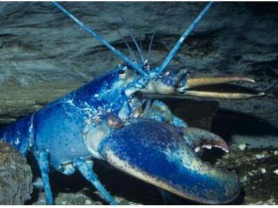 ΗΠΑ: Ψάρεψαν σπάνιο μπλε αστακό