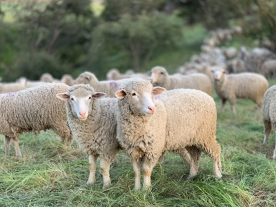 Ευλογιά αιγοπροβάτων: Άπαντήσεις για το ...