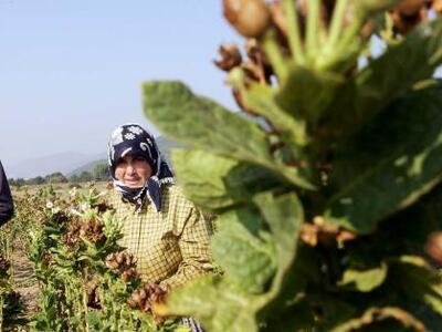 Δεύτερη ευκαιρία στον καπνό για τη β΄ δό...