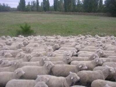 Έκλεψαν 170 πρόβατα από το Ροδάκινο Ρεθύμνου