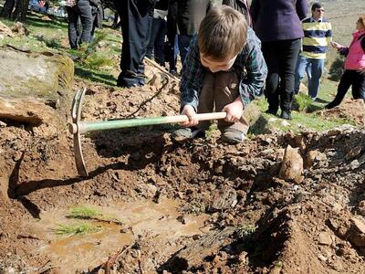 Αναδάσωση σε Πυργάκι και Φτέρη