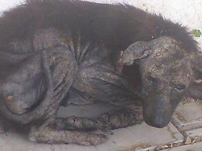 Το σκυλί της φωτογραφίας έχει ήδη περισυ...