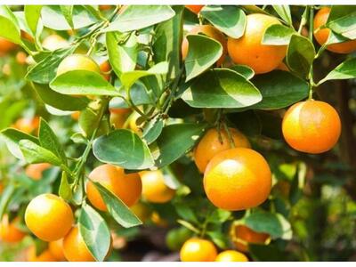 Ηλεία: Νέα απειλή για το πορτοκάλι ο Ale...