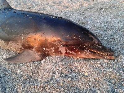 Νεκρό δελφίνι στη Σαλαμίνα