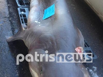 Πύργος: Ψάρεψαν γαλέο βάρους 310 κιλών 