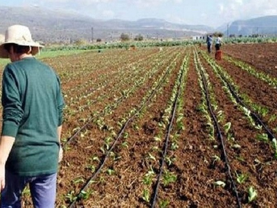 Ηλεία: Σε κρίσιμο σταυροδρόμι η παραγωγή...