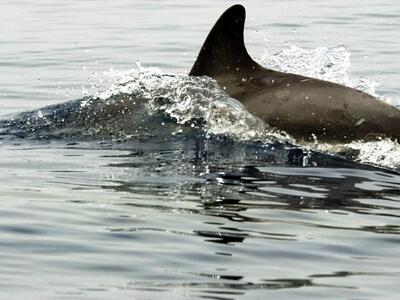 Αιγιάλεια: Κοπάδι δελφινιών ενθουσίασε μ...