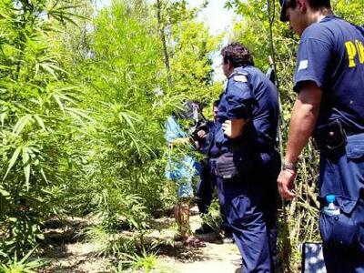 Εκατοντάδες δενδρύλλια χασίς σε φυτείες ...