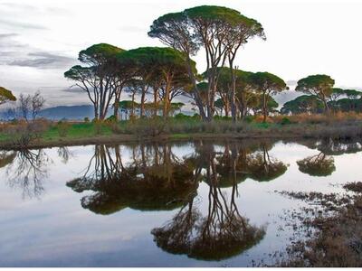 Αίγιο: Έκοβε καλάμια μέσα από προστατευό...