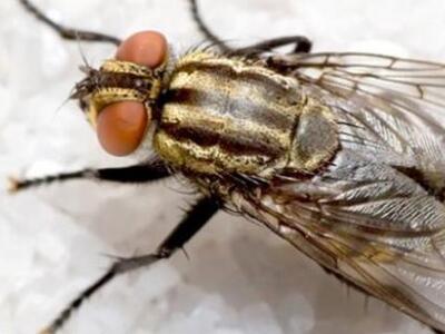 Επιστήμονες αποκωδικοποίησαν το γονιδίωμ...