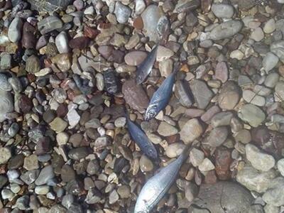 Πάτρα: Δεκάδες νεκρά ψάρια στην Πλαζ - ΔΕΙΤΕ ΦΩΤΟ