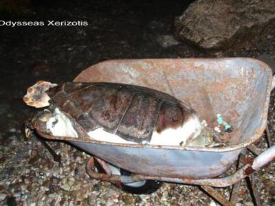 Πάτρα: Νεκρή καρέτα - καρέτα ξεβράστηκε ...