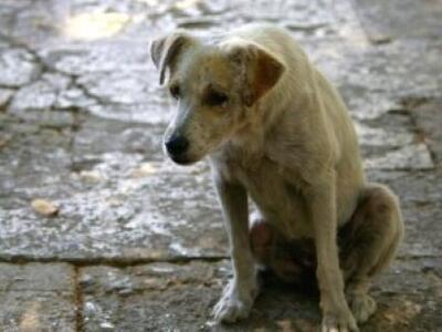 Σκελετωμένο από την ασιτία βρέθηκε ένα μπόξερ