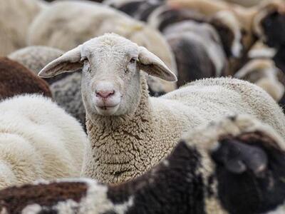 Το KKE Αχαΐας για τα κρούσματα ευλογιάς ...