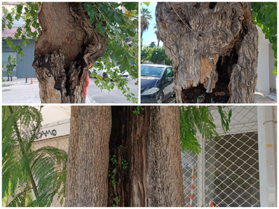 Δήμος Πατρέων: "Τα δέντρα στην οδό ...