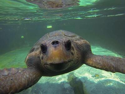 Απελευθέρωση θαλάσσιας χελώνας caretta-c...