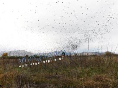 Εντυπωσιακό πέταγμα από σμήνος ψαρόνια- ΒΙΝΤΕΟ 