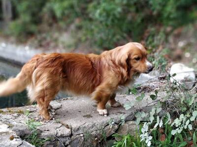Πάτρα: Χάθηκε ο Χαλκ στο Άνω Καστρίτσι -...