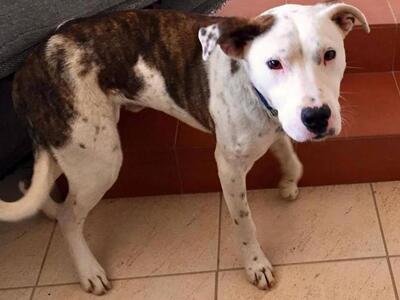 Ένα σκυλί βρέθηκε στην Ανθούπολη της Πάτ...