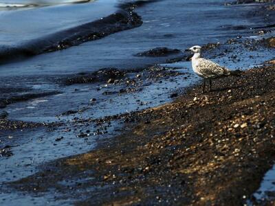 Μηνυτήρια αναφορά κατά παντός υπευθύνου ...