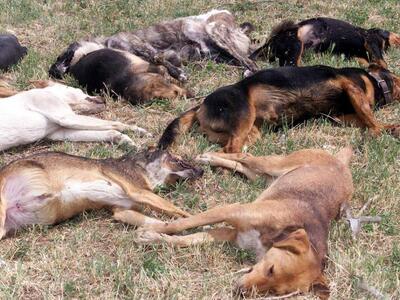 Κτηνωδία ηλικιωμένου στην Κρήτη: Βασάνιζ...