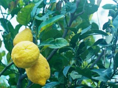 Οι 17 τρόποι χρήσης του λεμονιού, πέρα α...