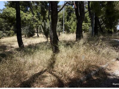  Αχαΐα:Ακαθάριστο ακόμα το Δασύλλιο - Εκ...