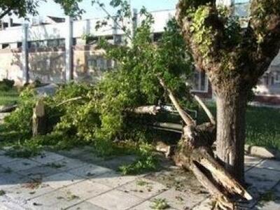 Πάτρα: Έπεσε δέντρο στην οδό Λαέρτου απο...