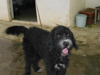 Αχαϊα: Ευχαριστήριο από τον φιλοζωικό σύ...