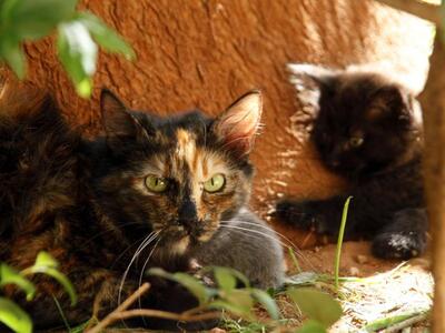 Πάτρα: Κι όμως υπάρχει στην πόλη μια γει...