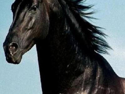 Κρήτη: Άλογο επισκέφθηκε μια... ταβέρνα 