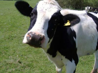 Απίστευτο: Χιονοθύελλα σκότωσε 15.000 αγελάδες!