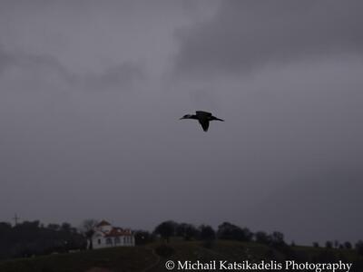 Με τηλεφακό, μια βροχερή μέρα στις Πρέσπες