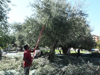 Δήμος Πατρέων: Mαζεύει ελιές από κοινόχρ...