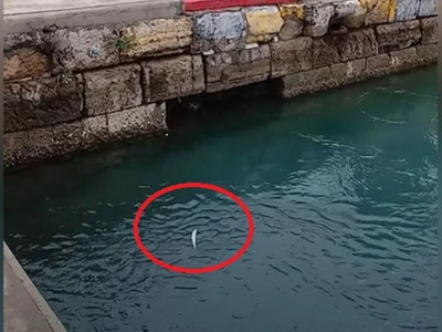 Χαλκίδα: Τα ψάρια «πετούν» προς τη στεριά!