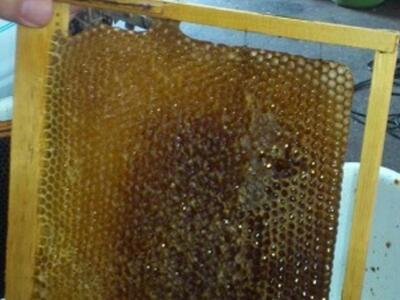 Ηράκλειο: Το μέλι ενάντια στην κρίση- ΔΕΙΤΕ ΦΩΤΟ