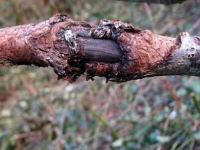 Ο μύκητας phoma incompta ξεραίνει ελιές στα Χανιά