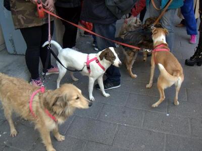 Γέμισε αδέσποτα το Δημαρχείο της Πάτρας ...