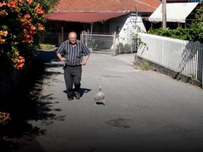 Ο Θανασάκης…. η πάπια που έχει ξετρελάνε...
