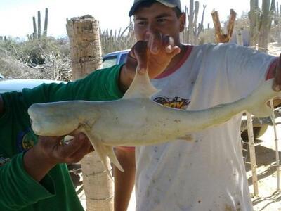 Μονόφθαλμος Καρχαρίας - Δείτε φωτογραφίες