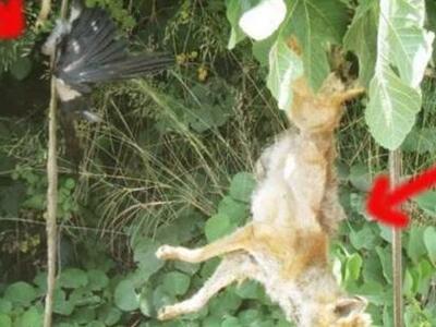 Ηλεία: Κρέμασαν αλεπού και πουλί σε δέντρο!