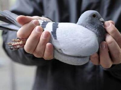 Πάτρα - Ένα περιστέρι μπλεγμένο στα σύρμ...